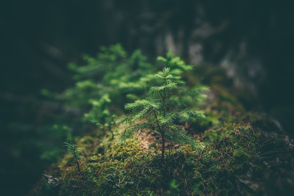 Growing plant in a nature landscape