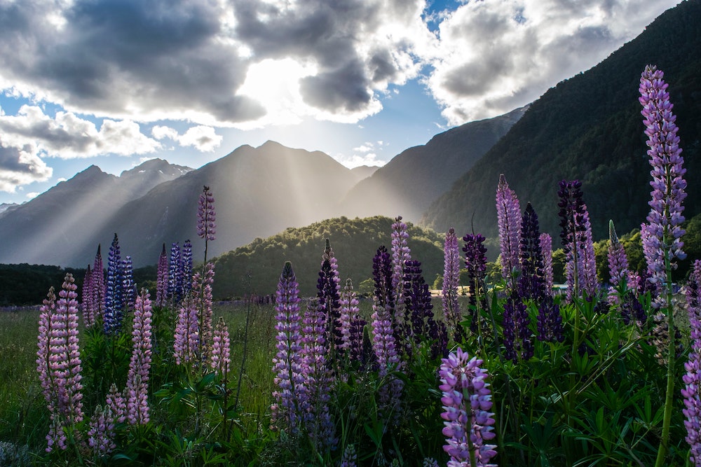 Photo of a flower field.